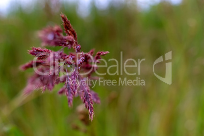 Background of bent in green grass