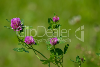 Pink clover on green meadow.