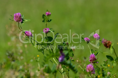 Pink clover on green meadow.