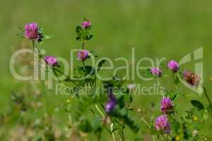 Pink clover on green meadow.