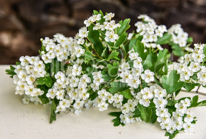 Weißdorn Blüten Crataegus auf Holz