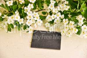 leere Tafel Weißdorn Blüten Crataegus auf Holz