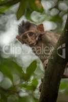 Baby long-tailed macaque looks down from tree