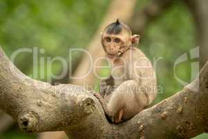 Baby long-tailed macaque on branch faces camera