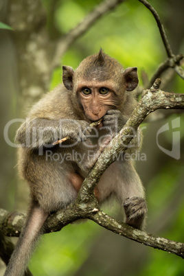 Baby long-tailed macaque on branch gnawing twig