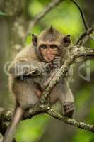 Baby long-tailed macaque on branch gnawing twig