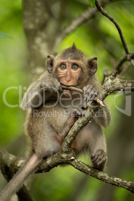 Baby long-tailed macaque on branch biting twig