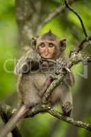 Baby long-tailed macaque on branch biting twig