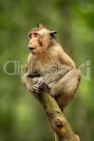 Baby long-tailed macaque on branch looking left