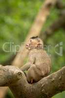 Baby long-tailed macaque on branch looking up