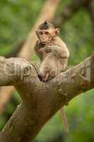 Baby long-tailed macaque on branch moving paws