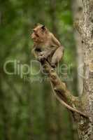 Baby long-tailed macaque on branch opening mouth
