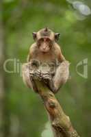 Baby long-tailed macaque on stump holding food