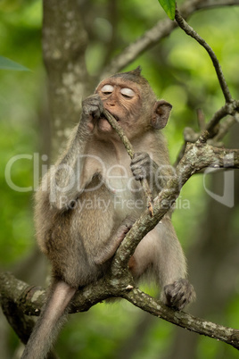 Baby long-tailed macaque on branch with twig