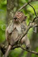 Baby long-tailed macaque on branch with twig