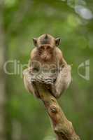 Baby long-tailed macaque on stump hunching shoulders
