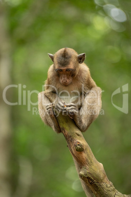 Baby long-tailed macaque on stump looking down