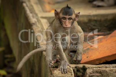 Baby long-tailed macaque on wall faces camera