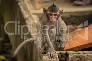 Baby long-tailed macaque on wall faces camera