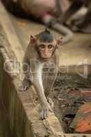 Baby long-tailed macaque on wall approaches camera