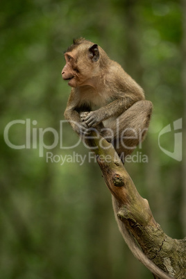 Baby long-tailed macaque opening mouth on branch
