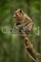 Baby long-tailed macaque opening mouth on branch