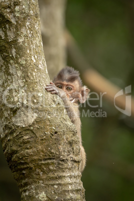 Baby long-tailed macaque playing peekaboo in tree