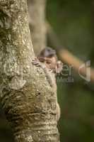 Baby long-tailed macaque playing peekaboo in tree