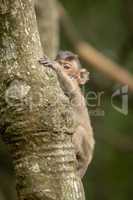 Baby long-tailed macaque plays peekaboo in tree
