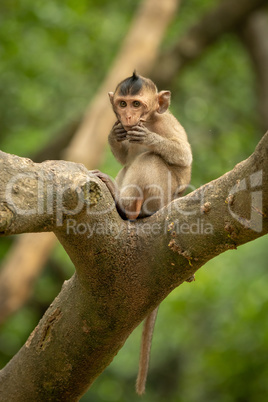 Baby long-tailed macaque puts hands to mouth