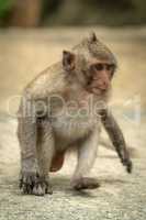 Baby long-tailed macaque runs on concrete path