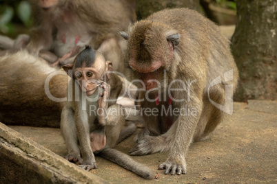 Baby long-tailed macaque scratches itself by mother