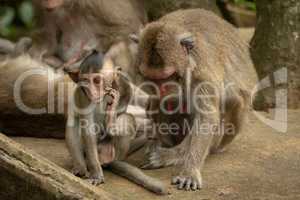 Baby long-tailed macaque scratches itself by mother