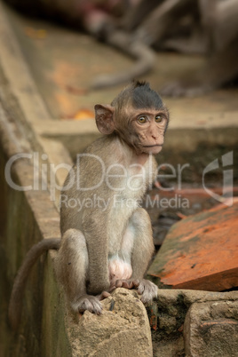 Baby long-tailed macaque sit on concrete wall