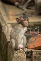Baby long-tailed macaque sit on concrete wall