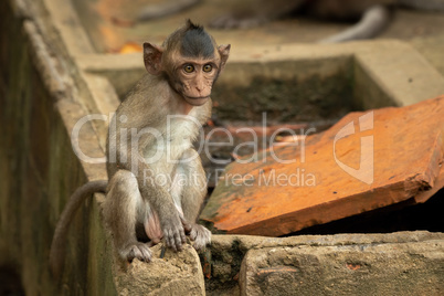 Baby long-tailed macaque sit on wall corner