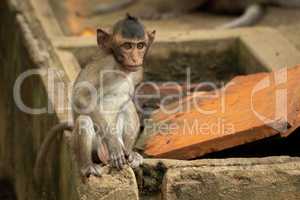 Baby long-tailed macaque sit on wall corner