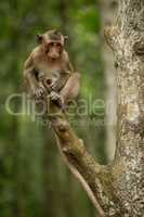 Baby long-tailed macaque sits at branch end
