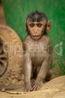 Baby long-tailed macaque sits by bin wheel