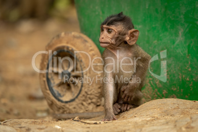 Baby long-tailed macaque sits by green bin