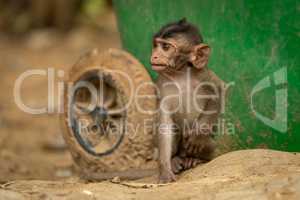 Baby long-tailed macaque sits by green bin