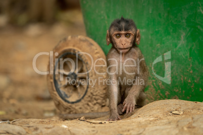 Baby long-tailed macaque sits by recycling bin