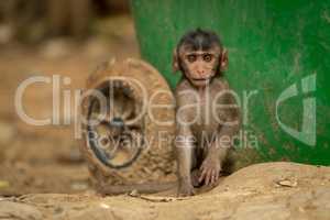 Baby long-tailed macaque sits by recycling bin
