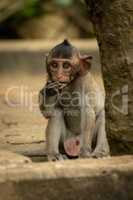 Baby long-tailed macaque sits by tree trunk
