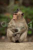 Baby long-tailed macaque sits cross-legged on wall