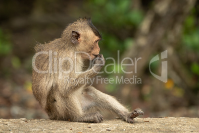 Baby long-tailed macaque sits eating on wall