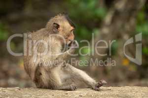 Baby long-tailed macaque sits eating on wall