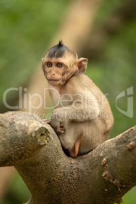Baby long-tailed macaque sits in forked branch