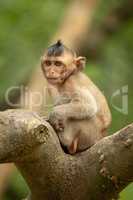 Baby long-tailed macaque sits in forked branch