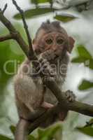 Baby long-tailed macaque sits in leafy tree